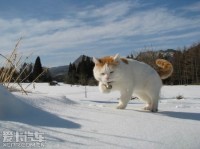 大漠雪狼的象征意义与文化内涵